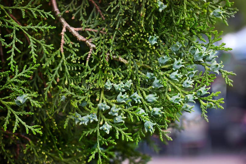 Evergreen needles of young cypress in botany garden close-up. Evergreen needles of young cypress in botany garden close-up