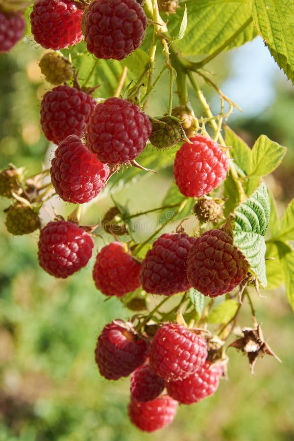 Branch of Fallbearing Raspberry with Red Berries Stock Image Image