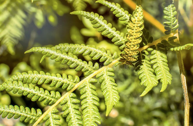 Branch of a fern with spores