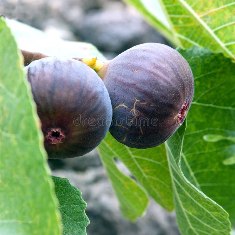 Sliced Fig stock image. Image of sliced, shallow, background 46271769