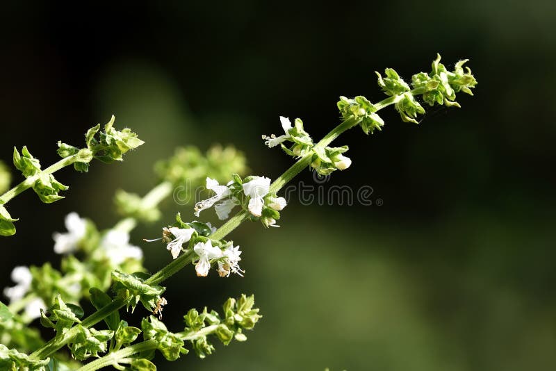Branch of Flowering Basil on a Dark Background. Green Basil with White