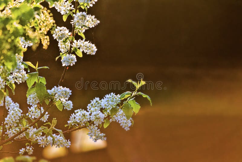 A branch of a flowering bird cherry tree. Photo in the background light stock images