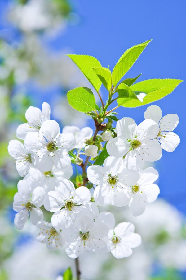 Branch of flowering cherry