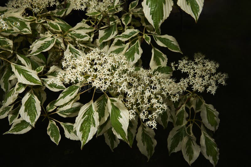 Branch with flowers of wedding cake tree Lat. Cornus controversa `Variegata stock photography