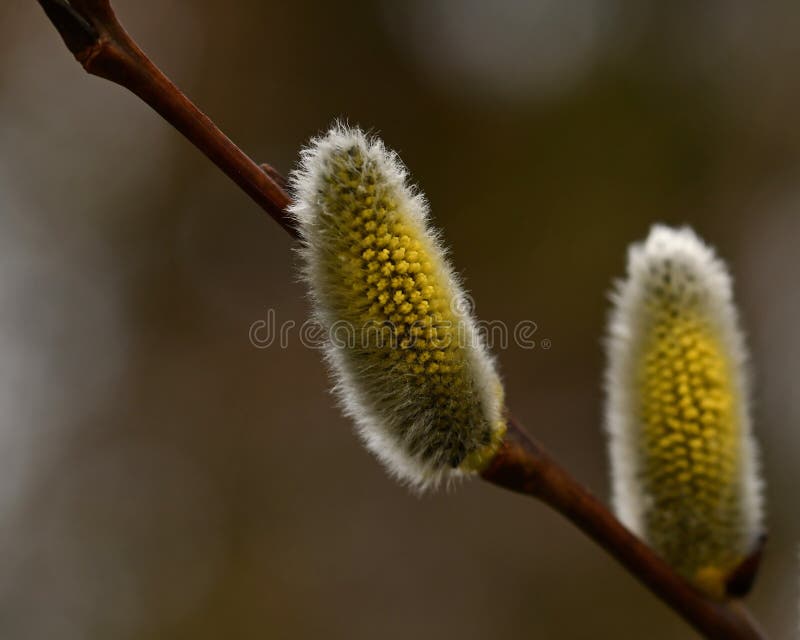 A Branch of Flowing Willows Salix in Spring Stock Image Image of