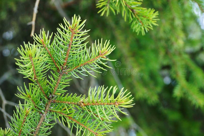 Christmas Green Garland With Beads Balls Snowflakes Pine Cones