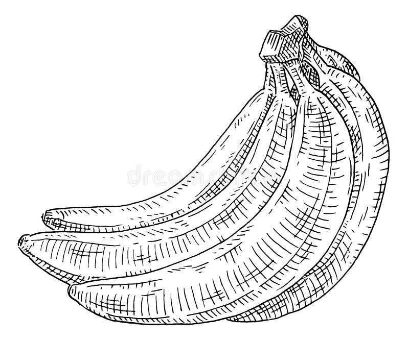 Fresh Banana Fruit stock vector. Illustration of health - 54021255