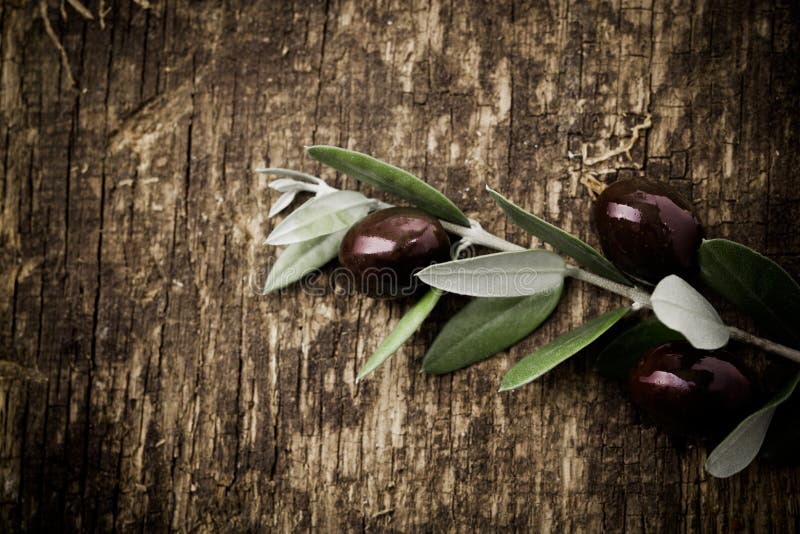 Olive Branch stock photo. Image of growing, branch, food 25452682