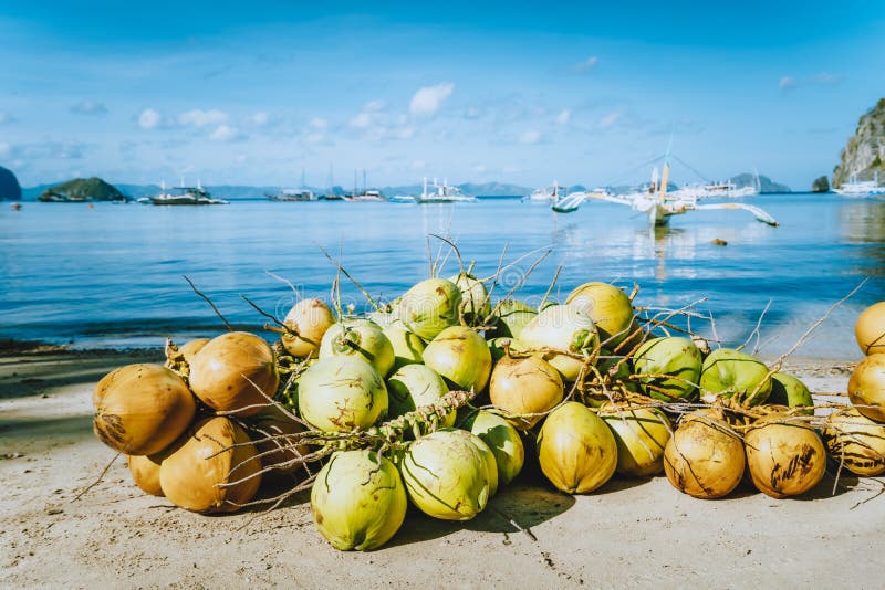 Branch of fresh coconut fruits on the corong beach in El Nido, Palawan, Philippines