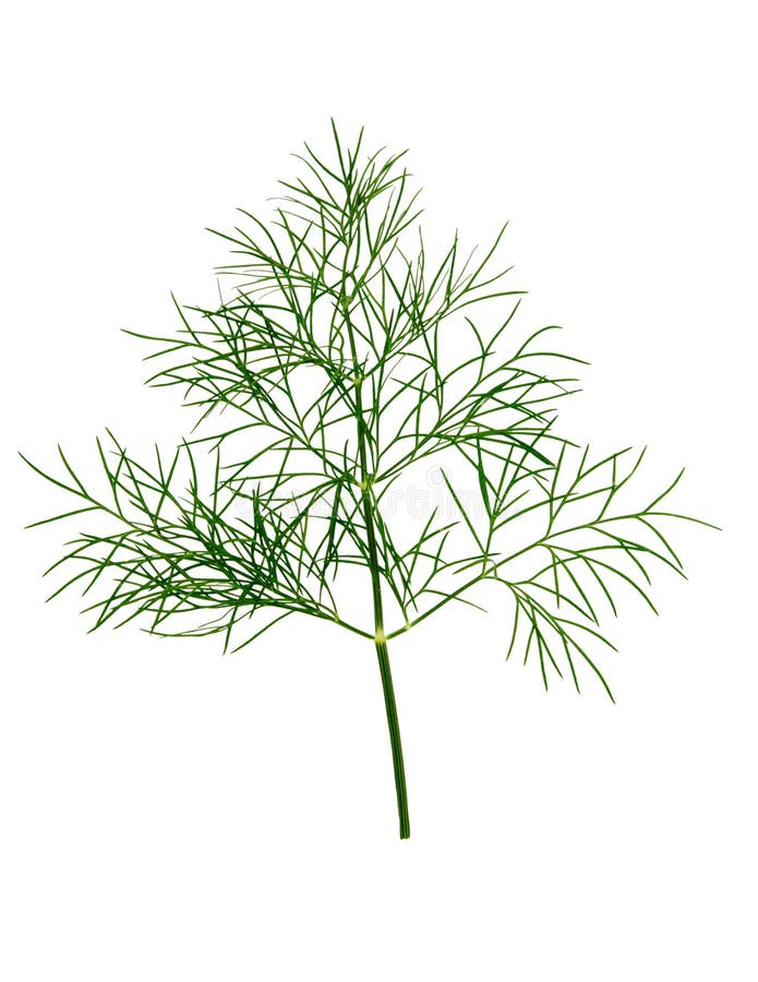 Branch of Fresh Green Dill Herb Leaves Isolated. Stock Image Image of