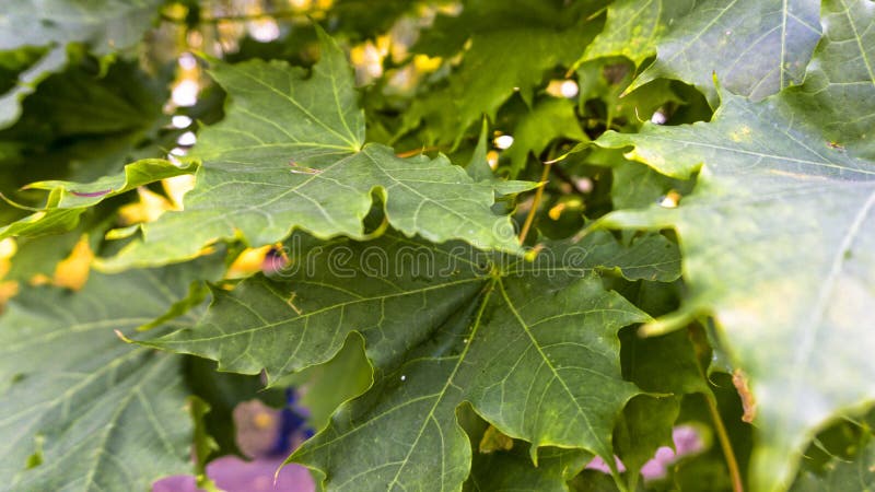 Branch of fresh green maple foliage leaves stock photography Branch of fresh green maple foliage leaves stock photography