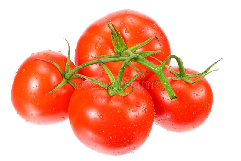 branch of fresh tomatoes isolated on white background