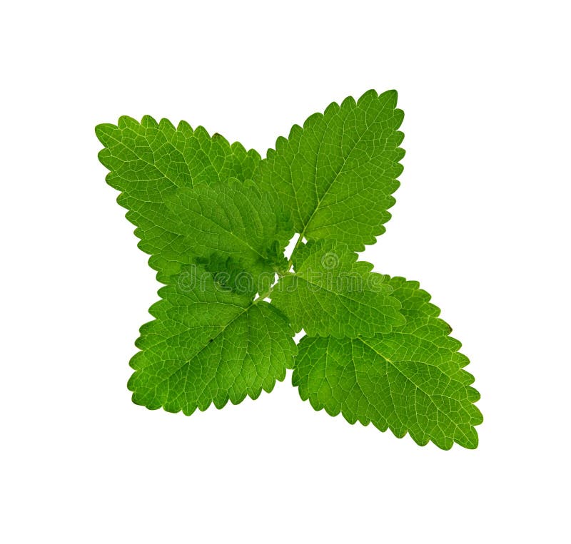 Mint Branch On A White Background Stock Image - Image of aroma, healthy ...