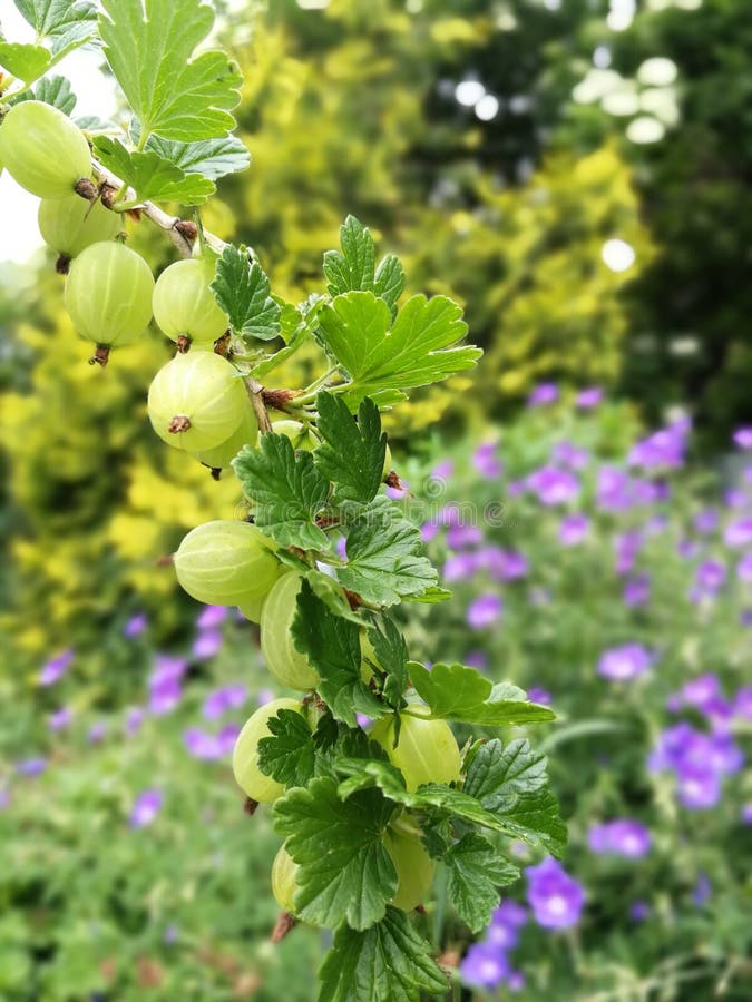 A Branch Of A Gooseberry Shrub. Stock Photo - Image of ...