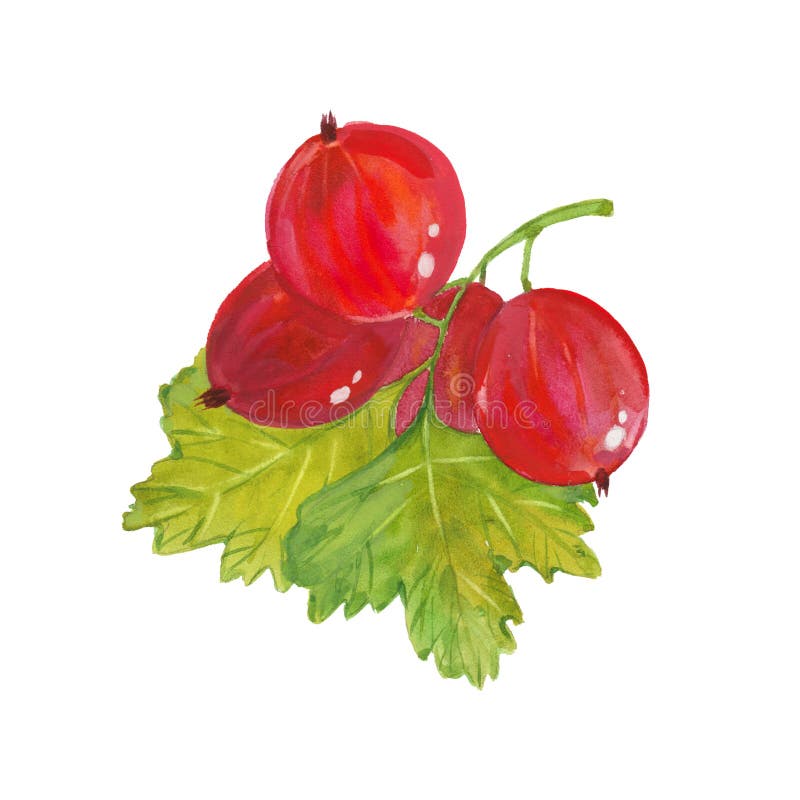Gooseberry Painting Stock Illustrations – 267 Gooseberry Painting Stock ...