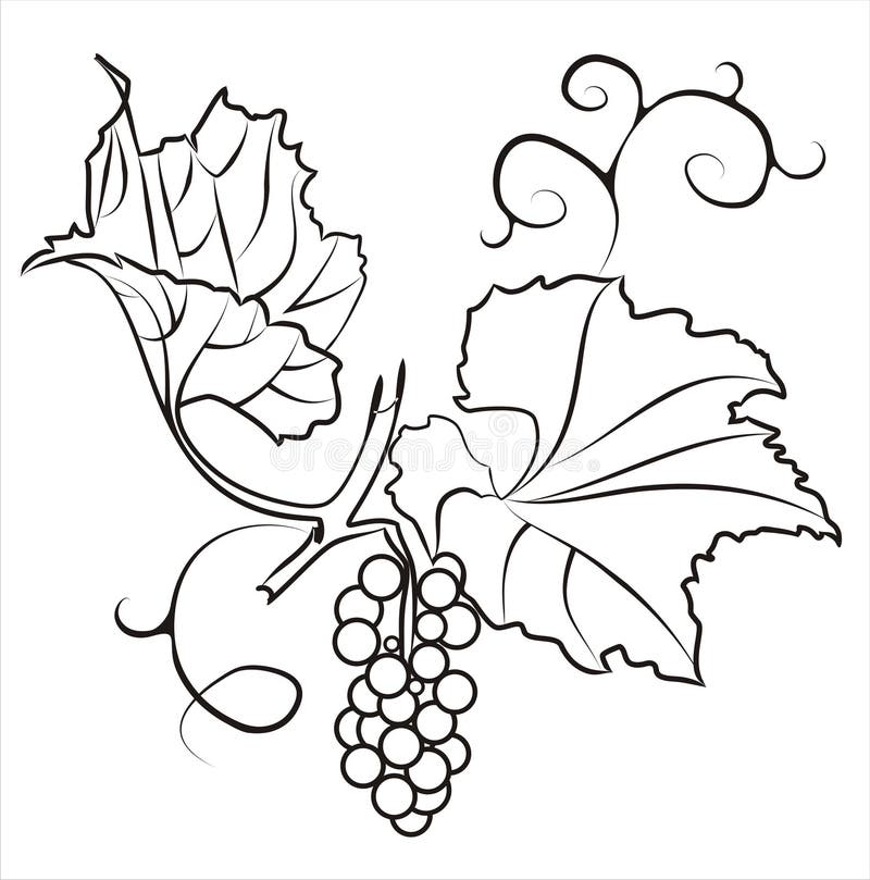 Лист винограда рисунок карандашом
