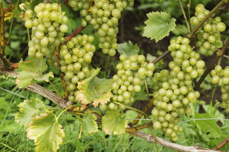 The Branch of Grapes Growing in the Garden. Stock Image Image of