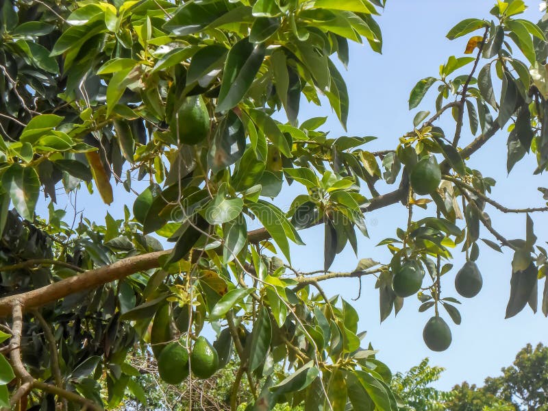 Branch with Green Avocado Pears Stock Photo - Image of food, products ...