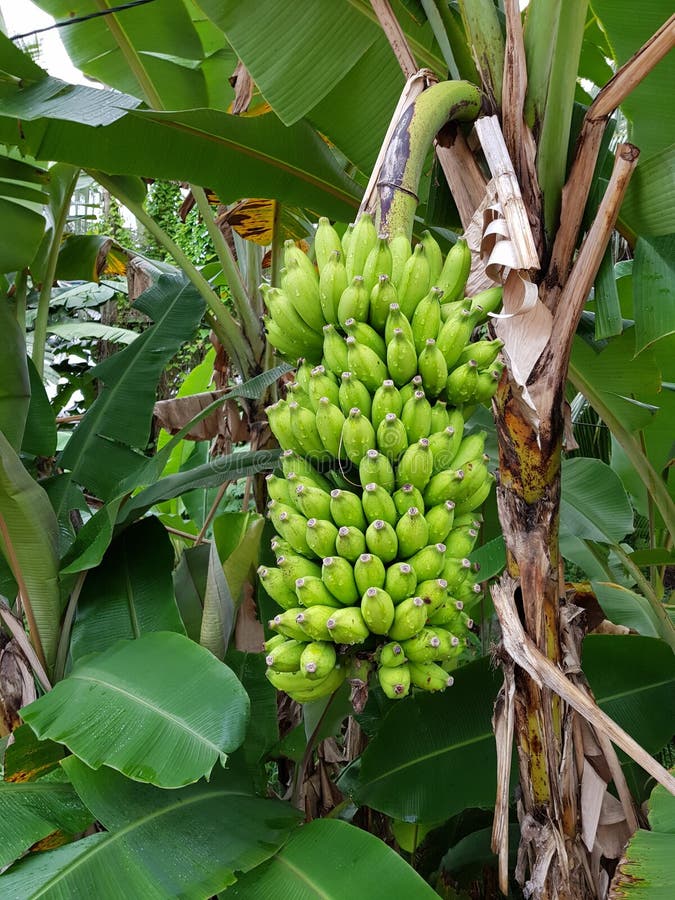 A Branch of Green Bananas Hanging on a Banana Tree. Bunch of Bananas ...