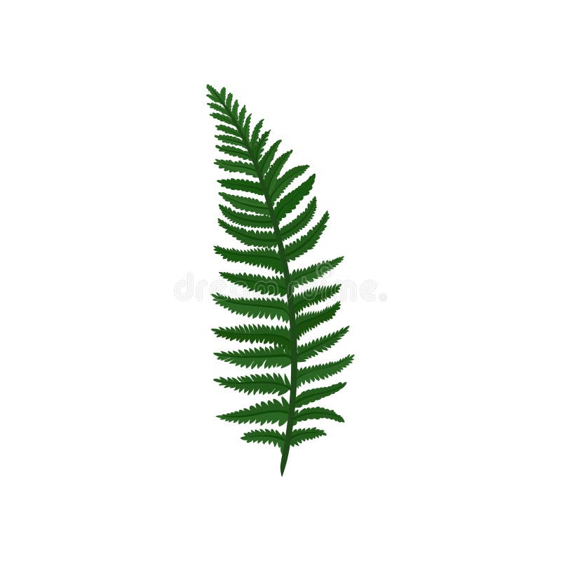 Branch of green Davallia fern. Tropical Asian plant. Natural element. Botanical theme. Flat vector design