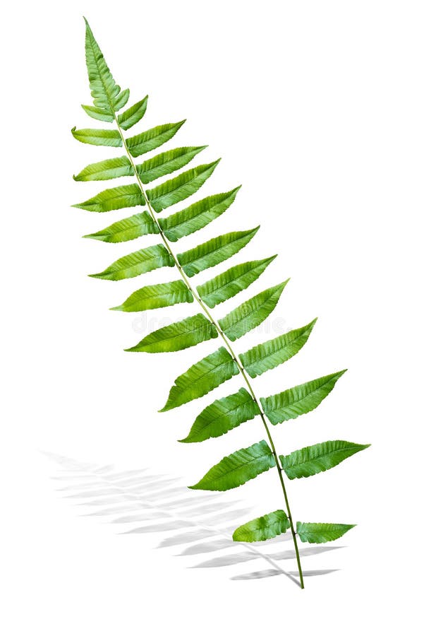 Branch of Green Fern Leaf