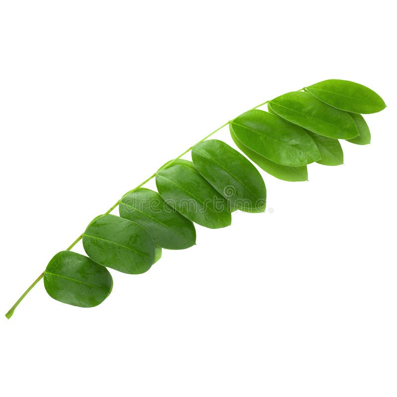 Branch of green leaf isolated on white background. with clipping path stock photography.