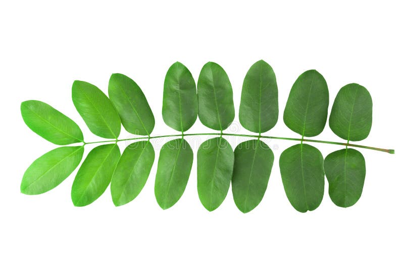 Branch of green leaf isolated on white background. with clipping path royalty free stock photo.