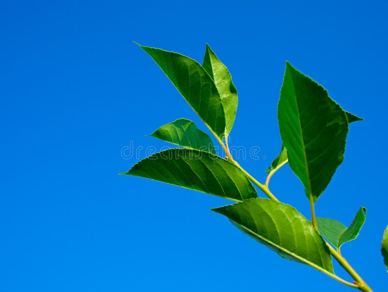 Branch with green leaves