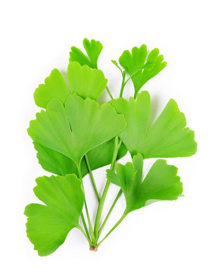 Branch with green leaves of Ginkgo Biloba. royalty free stock photography Branch with green leaves of Ginkgo Biloba. royalty free stock photography