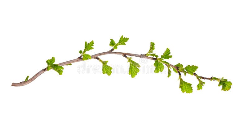 Branch with green leaves isolated