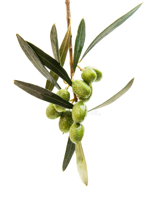 Branch with green olives stock photo. Image of food, appetizer 96548498