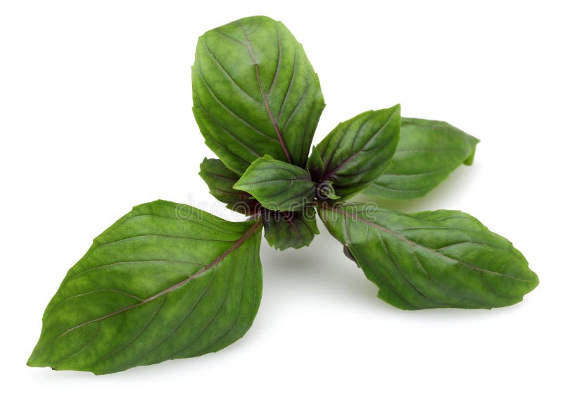Branch of Green and Purple Basil Leaves Isolated Stock Image Image of