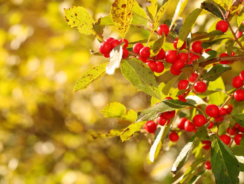 Branch of Holly Berries stock photo. Image of plant, nature 61594464