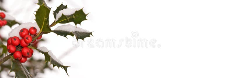 Branch of holly covered with snow in a garden, christmas and holiday panoramic background with copy-space