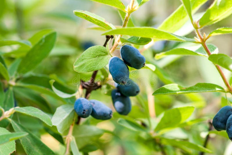 A branch of honeysuckle with ripe blue berries royalty free stock photo A branch of honeysuckle with ripe blue berries royalty free stock photo