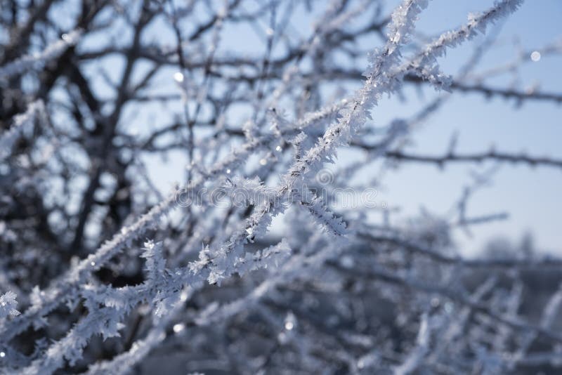 Branch ice covered on blurred natural background. Hoarfrost on dried flowers in backlight at sunny day. Close up