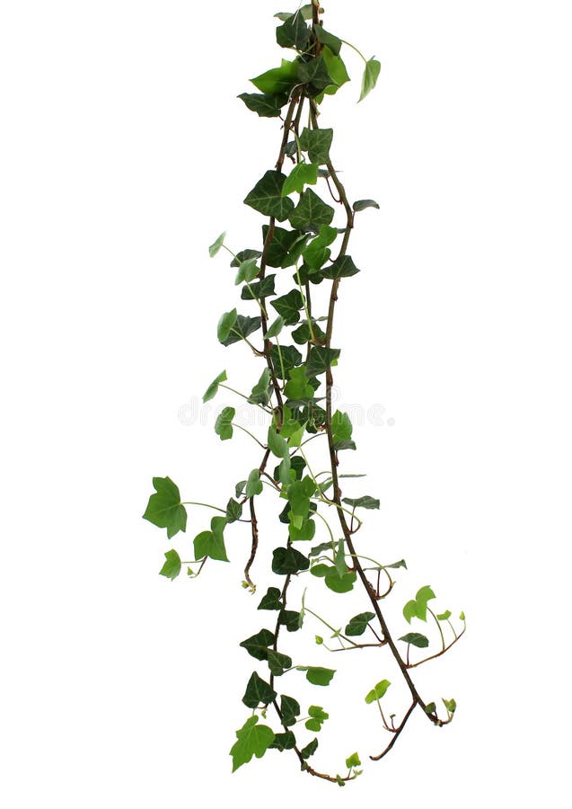 Branch of ivy isolated on white