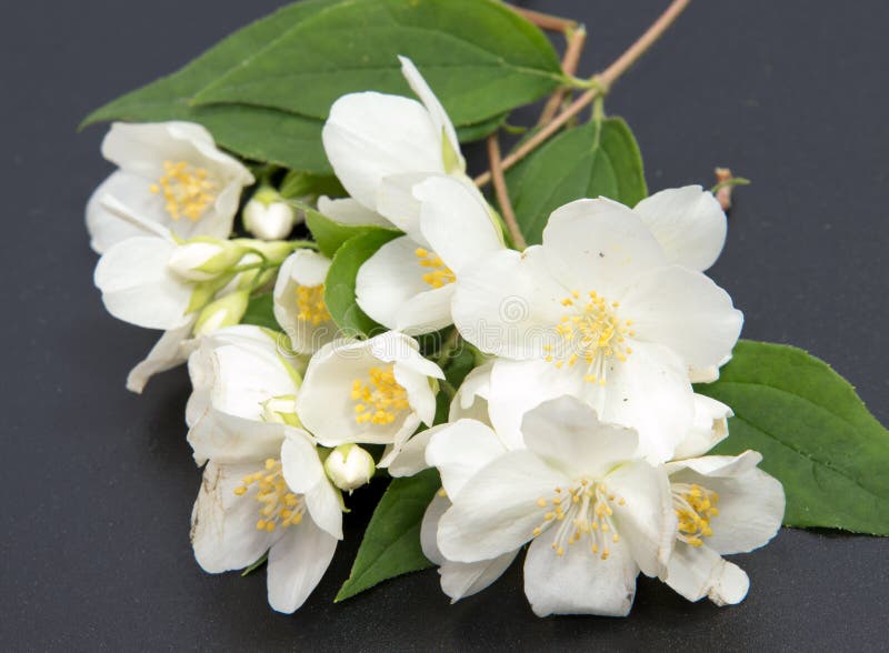 A Branch of the Jasmine Flower. White Jasmine Flower Stock Photo
