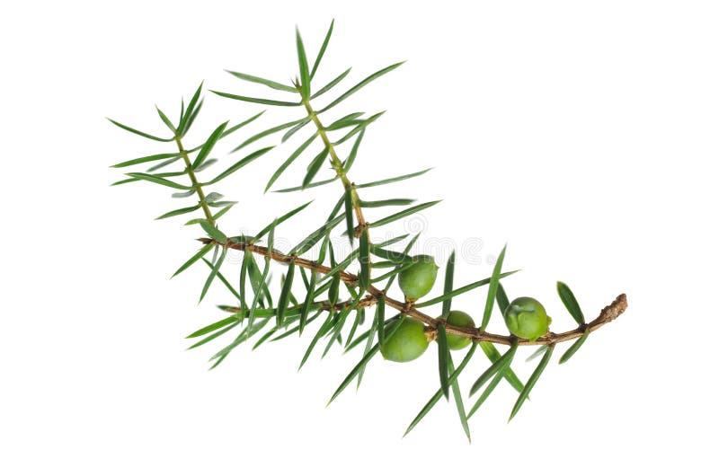 Hemlock stock image. Image of evergreen, conifer, pine - 29452625