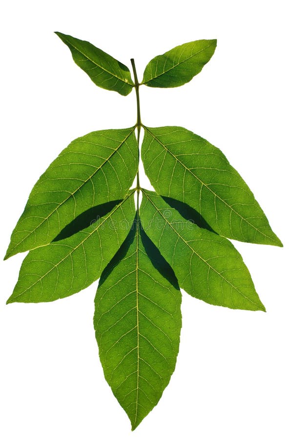 Branch of leaves royalty free stock photo