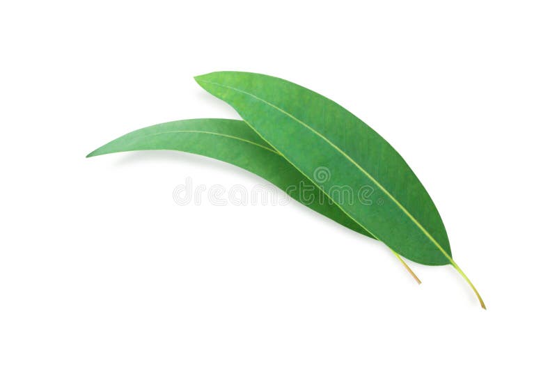 Branch and Leaves Eucalyptus on White Background Stock Image Image of