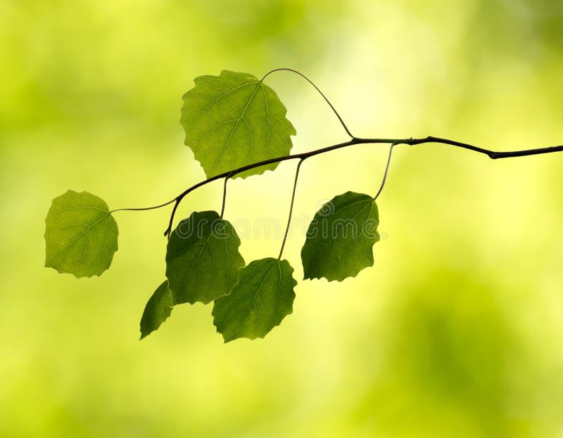Branch with leaves in the forest stock image