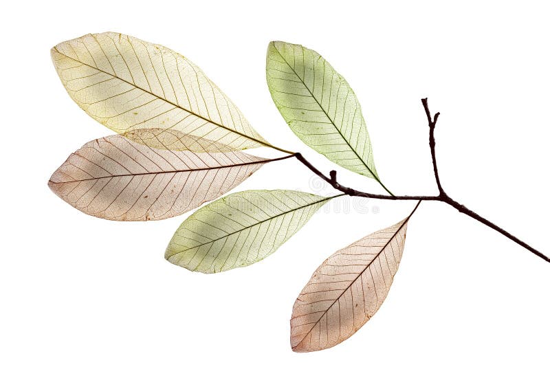 A branch with leaves with texture veins and cells stock images