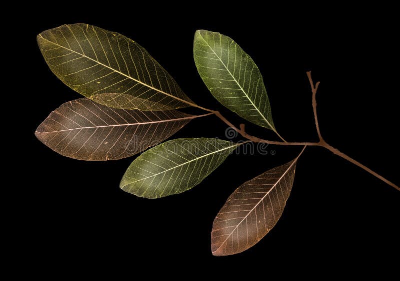 A branch with leaves with texture veins and cells royalty free stock photos