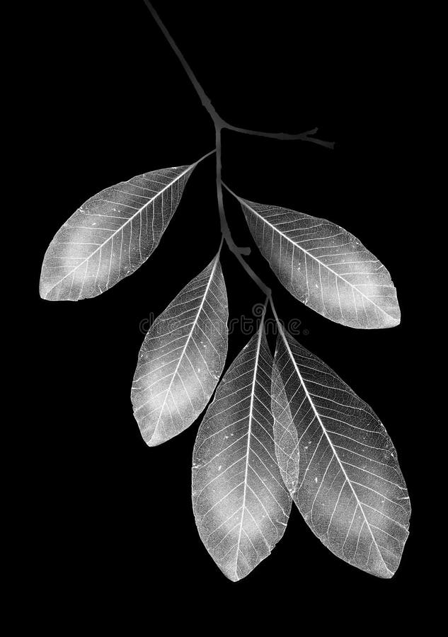 A Branch with Leaves with Texture Veins and Cells Stock Image Image