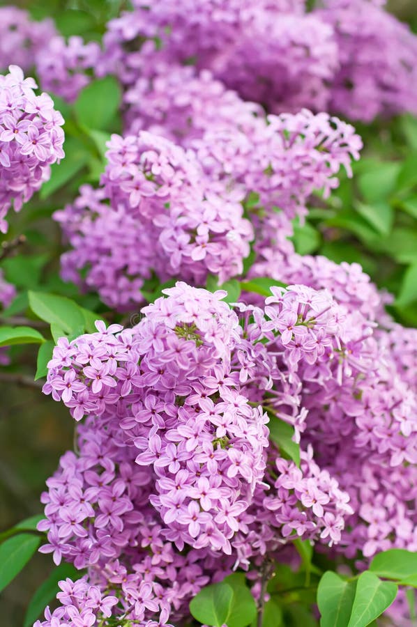 Ramona lilac flowers stock image. Image of lilac, branch 18912459