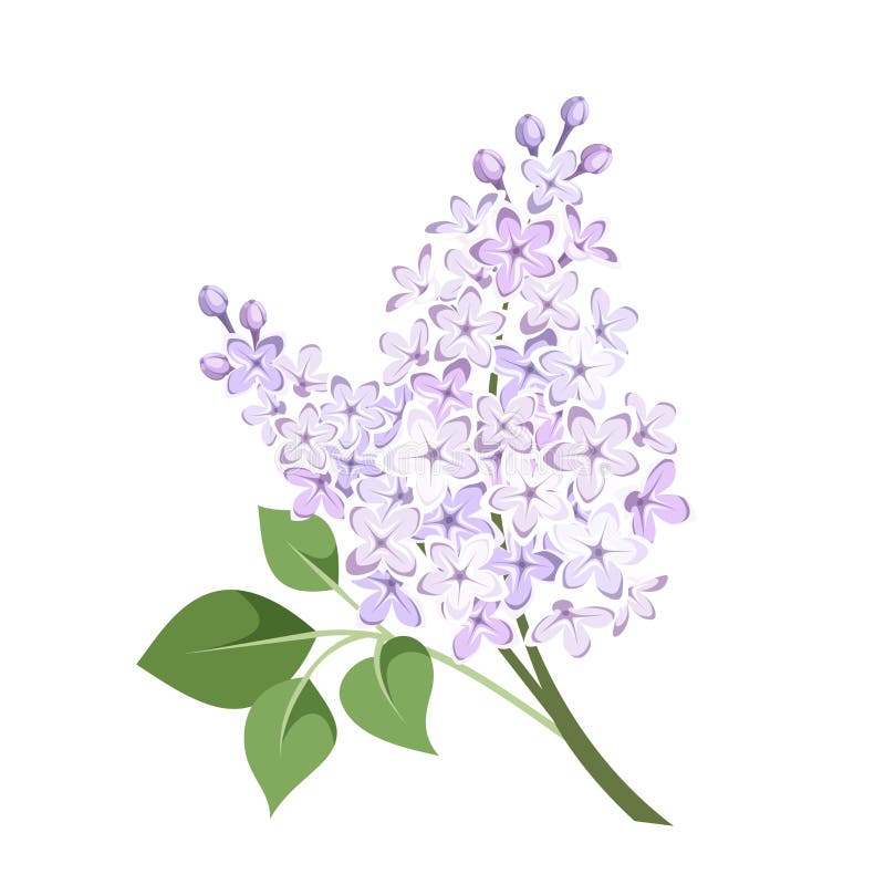 Branch of Lilac Flowers. Vector Illustration. Stock Vector