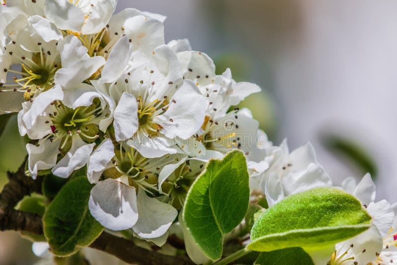 Branch with Many Opened White Apple Blossoms from the Fruit Tree Stock