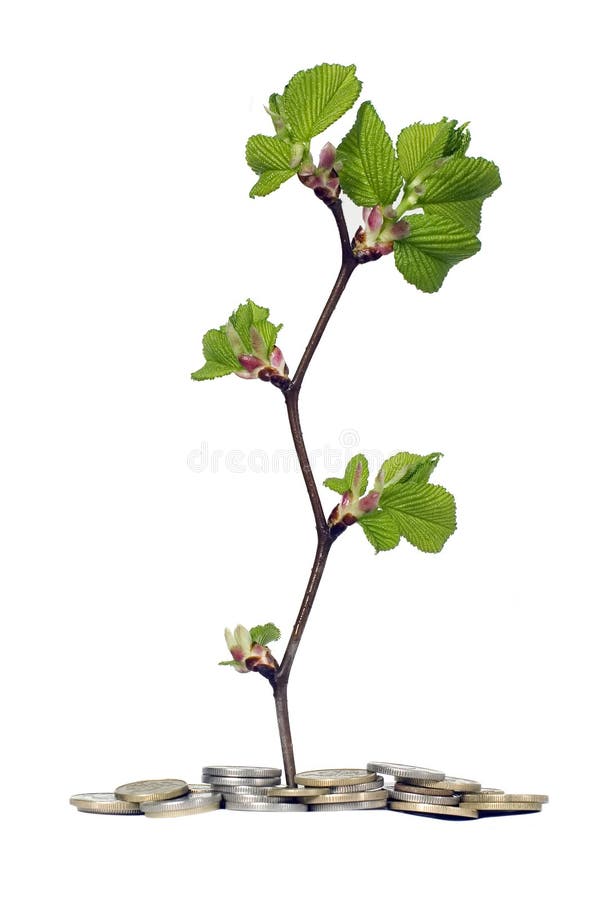Money on a tree branch stock photo. Image of harvest, branch 6692684