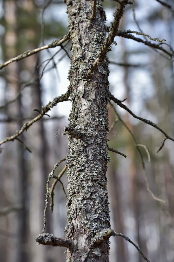 Branch with moss